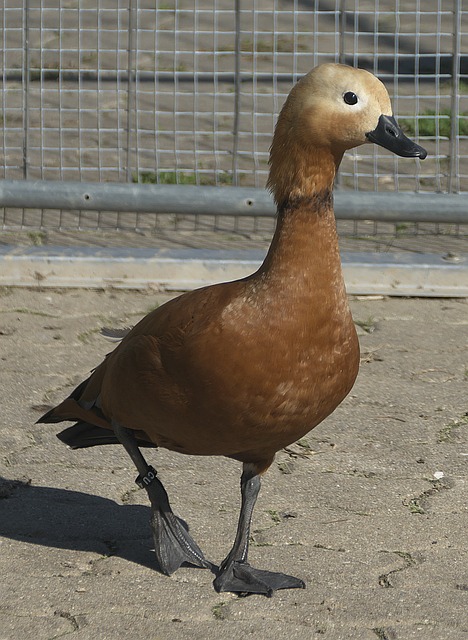 亚冠对决